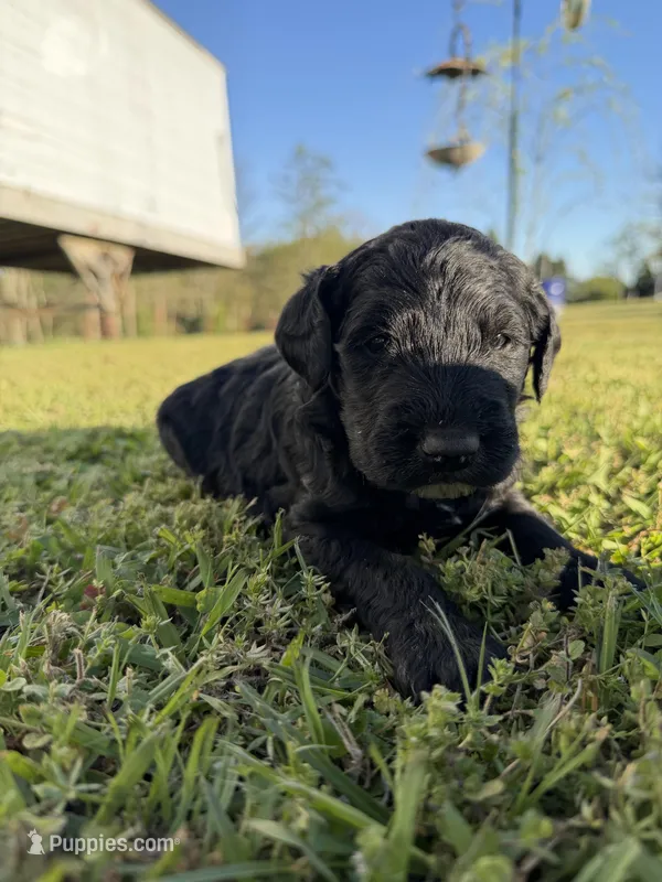 Bert – Goldendoodle puppy for sale in Hattieville, AR
