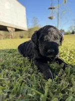 Bert, a male Goldendoodle for sale in Hattieville, AR – Photo 2 of 6