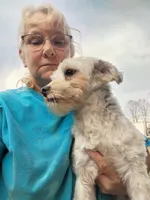 Opie, a male Yorkshire Terrier for sale in Hattieville, AR – Photo 2 of 4