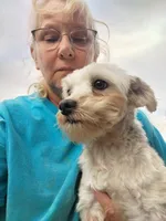 Opie, a male Yorkshire Terrier for sale in Hattieville, AR – Photo 4 of 4