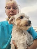 Opie, a male Yorkshire Terrier for sale in Hattieville, AR – Photo 3 of 4