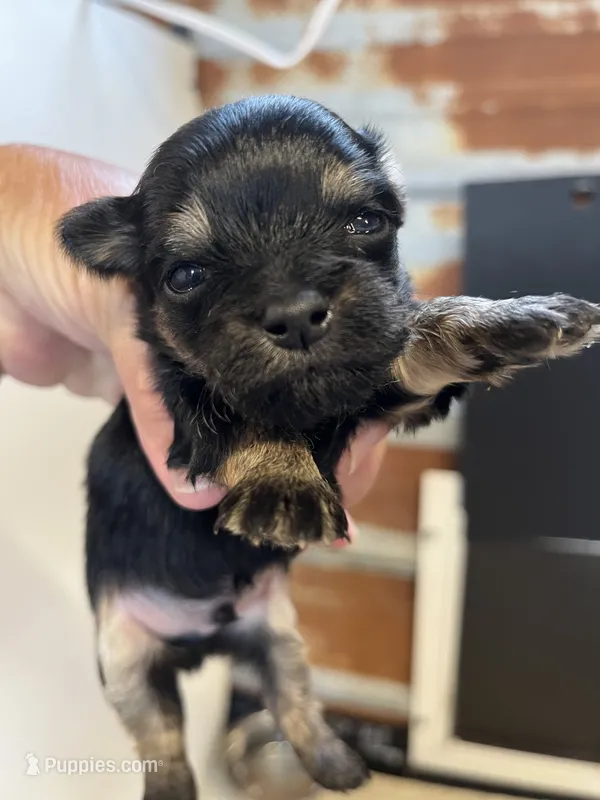 Bobby – Chorkie puppy for sale in Hattieville, AR