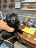 Todd, a male Pomeranian for sale in Hattieville, AR – 2 of 3