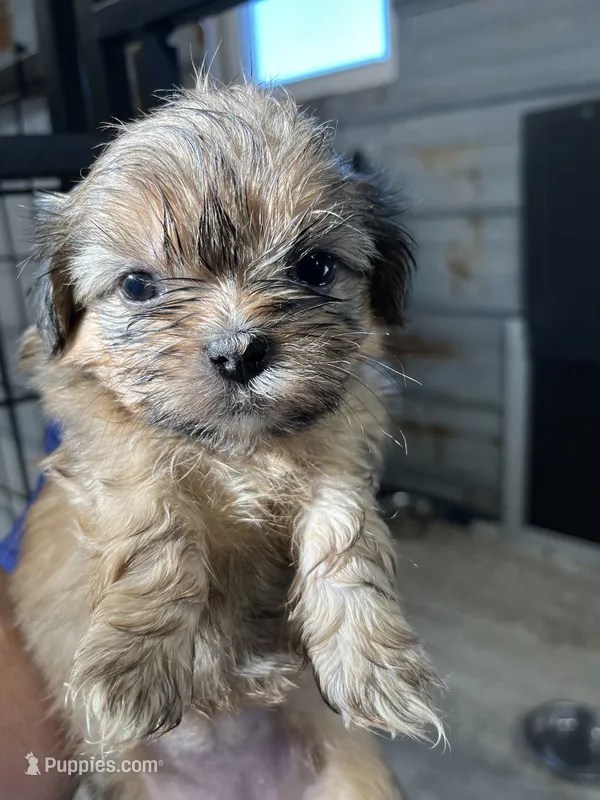Feona – Shih Tzu puppy for sale in Hattieville, AR