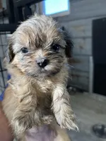 Feona, a female Shih Tzu for sale in Hattieville, AR – 1 of 3