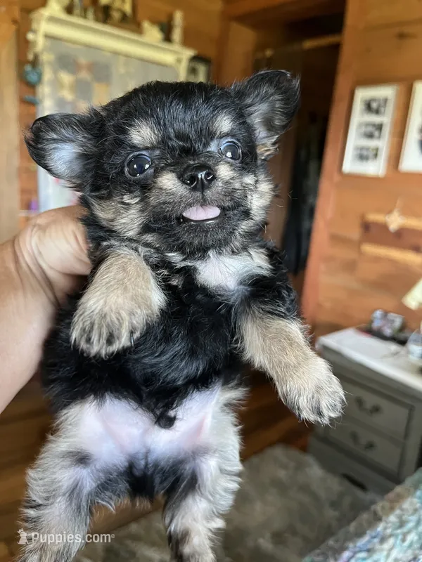 Bobby – Chorkie puppy for sale in Hattieville, AR