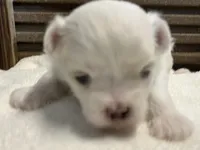 Josh, a male Maltese for sale in Hattieville, AR – 6 of 9