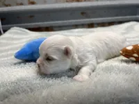 Josh, a male Maltese for sale in Hattieville, AR – 9 of 9