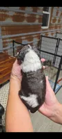 Fancy, a female Cocker Spaniel for sale in Hattieville, AR – Photo 5 of 8