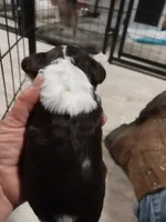 Fancy, a female Cocker Spaniel for sale in Hattieville, AR – Photo 4 of 8