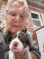 Fancy, a female Cocker Spaniel for sale in Hattieville, AR – Photo 6 of 8