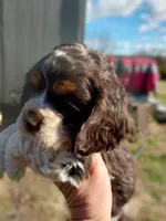 Fancy, a female Cocker Spaniel for sale in Hattieville, AR – Photo 1 of 8