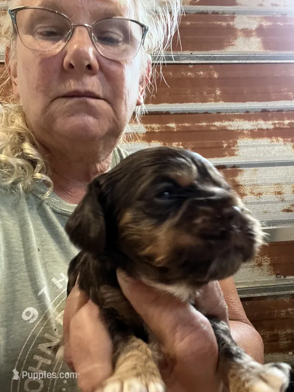 Sandy – Cocker Spaniel puppy for sale in Hattieville, AR