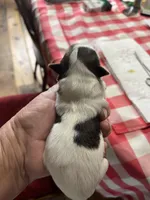 Sarah, a female Shorkie for sale in Hattieville, AR – Photo 2 of 2