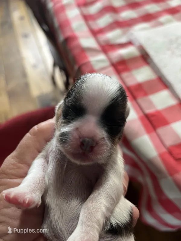 Sarah, a female Shorkie for sale in Hattieville, AR – Photo 1 of 2