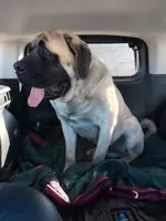 Jethro, a male English Mastiff for sale in Hattieville, AR – Photo 1 of 3