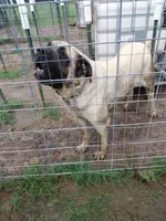 Jethro, a male English Mastiff for sale in Hattieville, AR – Photo 3 of 3