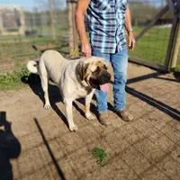 Jethro, a male English Mastiff for sale in Hattieville, AR – Photo 2 of 3