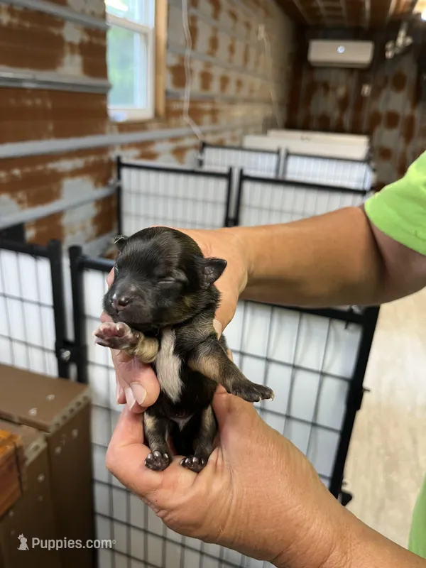 Jobe – Pomeranian puppy for sale in Hattieville, AR