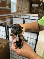 Jobe, a male Pomeranian for sale in Hattieville, AR – 1 of 2