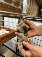Randy, a male Cocker Spaniel for sale in Hattieville, AR – 2 of 3