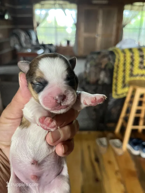 Larry, a male Shorkie for sale in Hattieville, AR – Photo 1 of 2