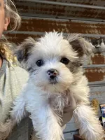 Toby, a male Yorkshire Terrier for sale in Hattieville, AR – Photo 3 of 7