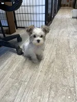 Toby, a male Yorkshire Terrier for sale in Hattieville, AR – Photo 2 of 7