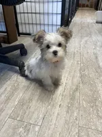 Toby, a male Yorkshire Terrier for sale in Hattieville, AR – Photo 1 of 7