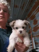 Toby, a male Yorkshire Terrier for sale in Hattieville, AR – Photo 5 of 7