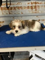 Larry, a male Shorkie for sale in Hattieville, AR – 1 of 9