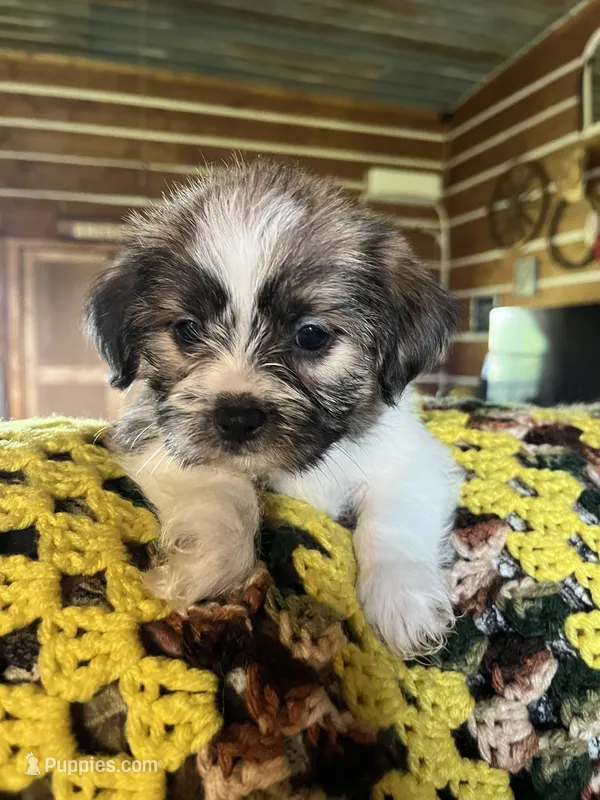 Curly – Shorkie puppy for sale in Hattieville, AR