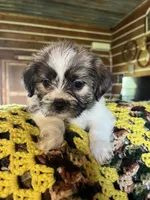 Curly, a male Shorkie for sale in Hattieville, AR – 1 of 10