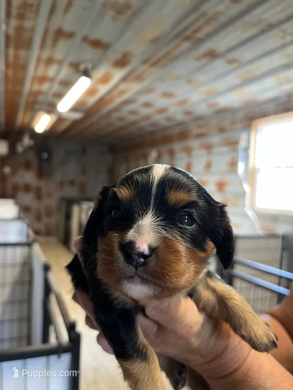 Vanna – Cavalier King Charles Spaniel puppy for sale in Hattieville, AR