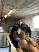 Vanna, a female Cavalier King Charles Spaniel for sale in Hattieville, AR – 3 of 10