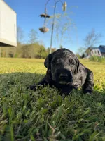 Bobby, a male Goldendoodle for sale in Hattieville, AR – Photo 6 of 9