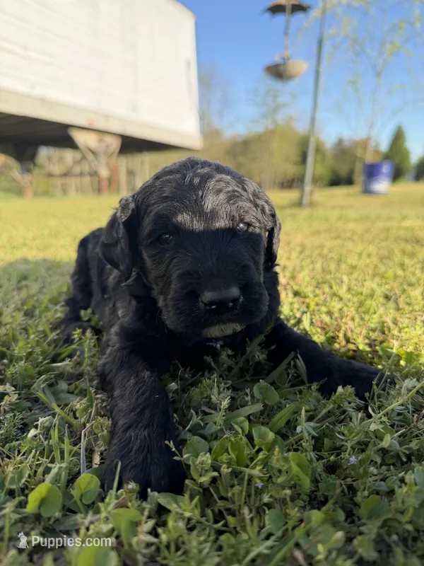 Bobby – Goldendoodle puppy for sale in Hattieville, AR