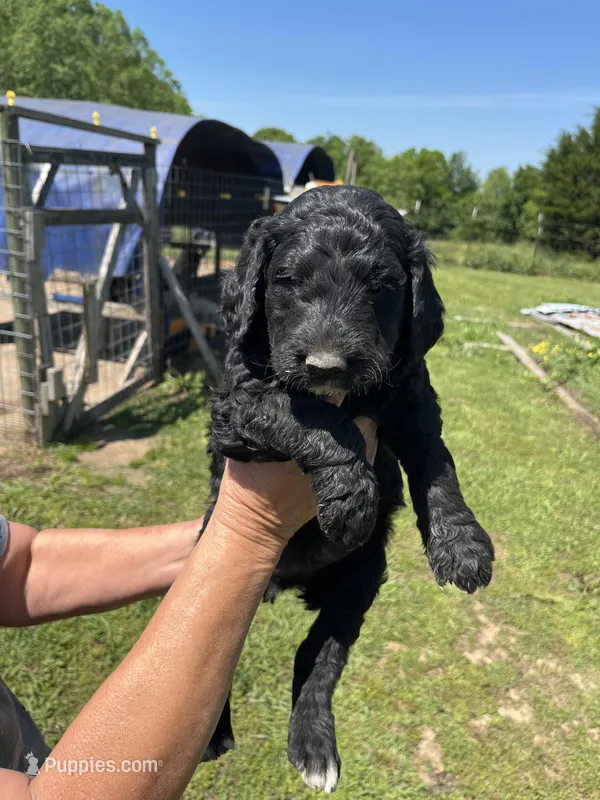Bobby – Goldendoodle puppy for sale in Hattieville, AR