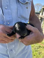 Bobby, a male Goldendoodle for sale in Hattieville, AR – Photo 2 of 2