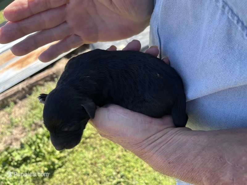 Bobby – Goldendoodle puppy for sale in Hattieville, AR