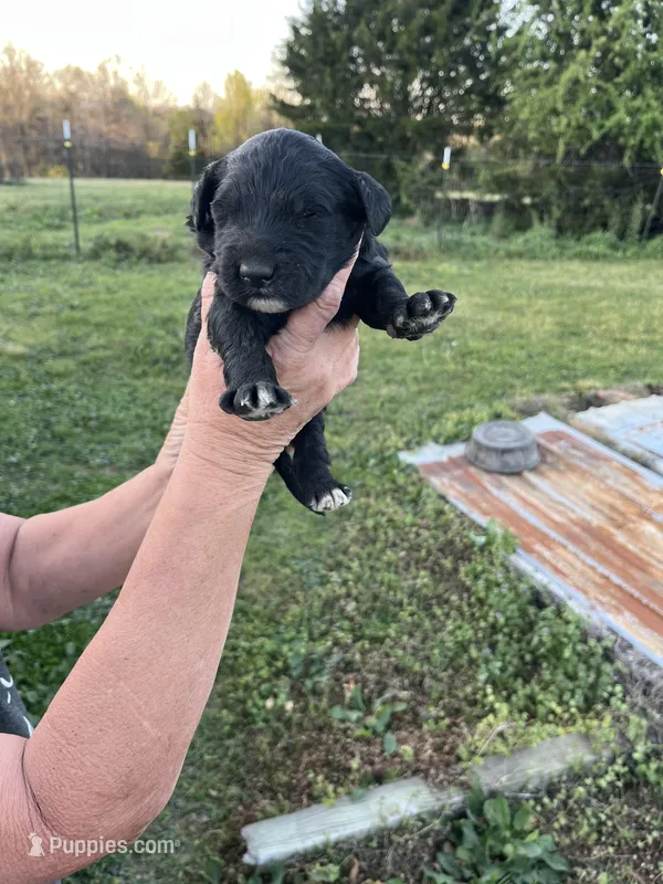 Bobby – Goldendoodle puppy for sale in Hattieville, AR