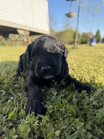 Bobby, a male Goldendoodle for sale in Hattieville, AR – Photo 5 of 9