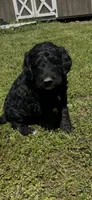 Bobby, a male Goldendoodle for sale in Hattieville, AR – Photo 3 of 9