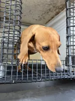 Luke, a male Miniature Dachshund for sale in Hattieville, AR – 2 of 3