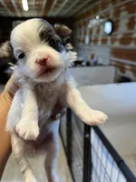 Baby, a female Yorkipoo and Maltese for sale in Hattieville, AR – 2 of 4