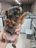 Bethany, a female Yorkshire Terrier for sale in Hattieville, AR – Photo 1 of 7