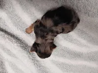 Bethany, a female Yorkshire Terrier for sale in Hattieville, AR – Photo 3 of 7