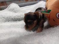 Bethany, a female Yorkshire Terrier for sale in Hattieville, AR – Photo 2 of 7