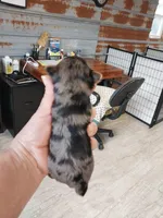 Bethany, a female Yorkshire Terrier for sale in Hattieville, AR – Photo 5 of 7