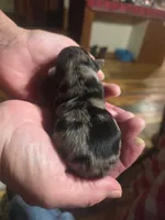 Bethany, a female Yorkshire Terrier for sale in Hattieville, AR – Photo 7 of 7